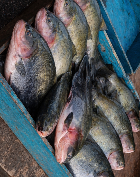 Frisch gefangene Pacu im blauen Kasten